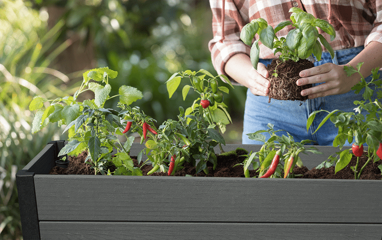 Buy Darwin Grey 29 Gallon Raised Garden Bed - Keter Canada